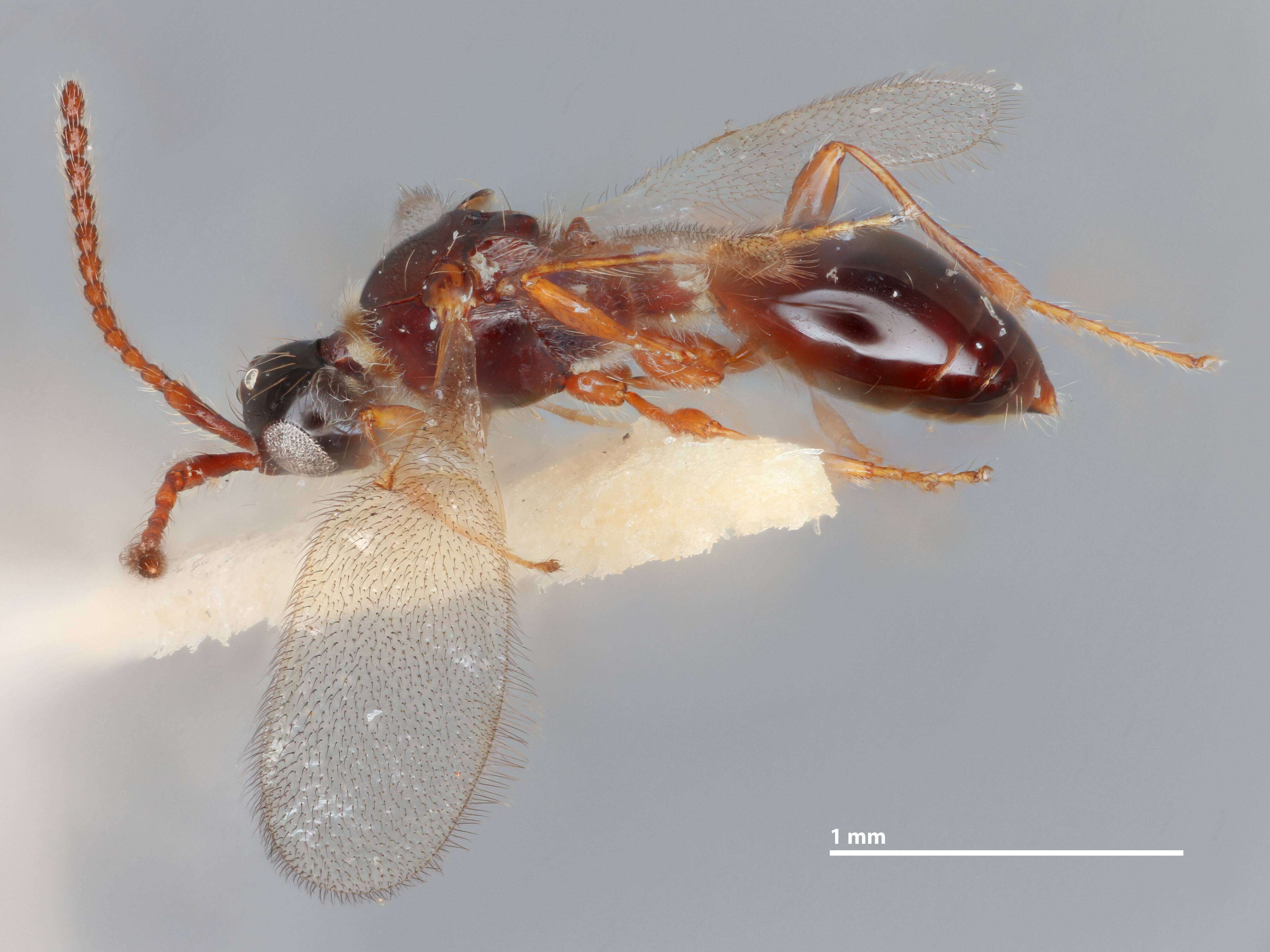 Image of Trichopria myoleptae Muesebeck 1967