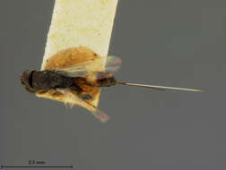 Image of Wasp