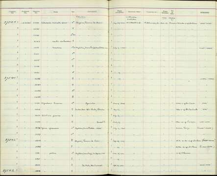 صورة Catamenia analis schistaceifrons Chapman 1915