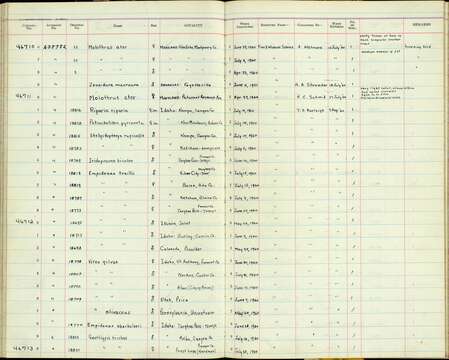 Geothlypis trichas campicola Behle & Aldrich 1947 resmi