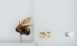 Слика од Bombus perplexus Cresson 1864