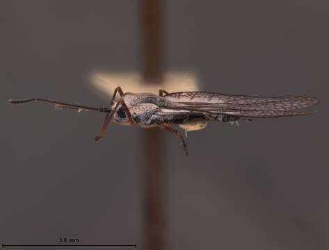 Image of Leptodictya fuscipes Froeschner 1989