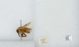 Imagem de Bombus diversus Smith 1869