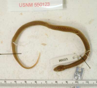 Image of Northwestern Garter Snake