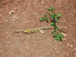 Image of Crotalaria perrottetii DC.