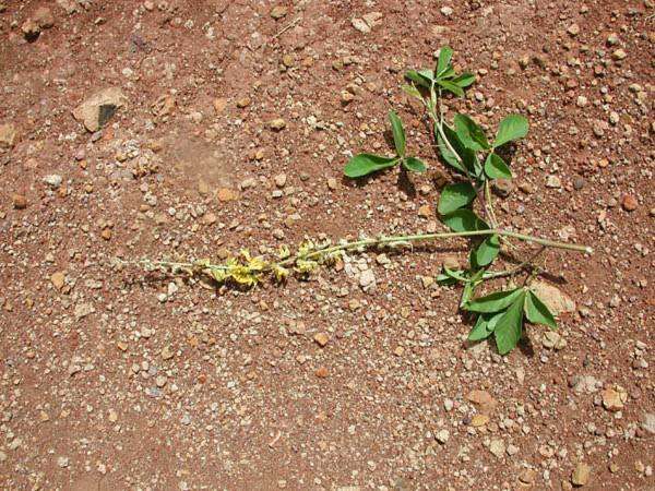 Image of Crotalaria perrottetii DC.