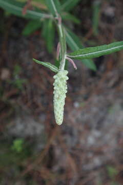 Image of dense-spike blackroot