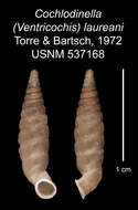 Imagem de Cochlodinella laureani C. Torre & Bartsch 1972