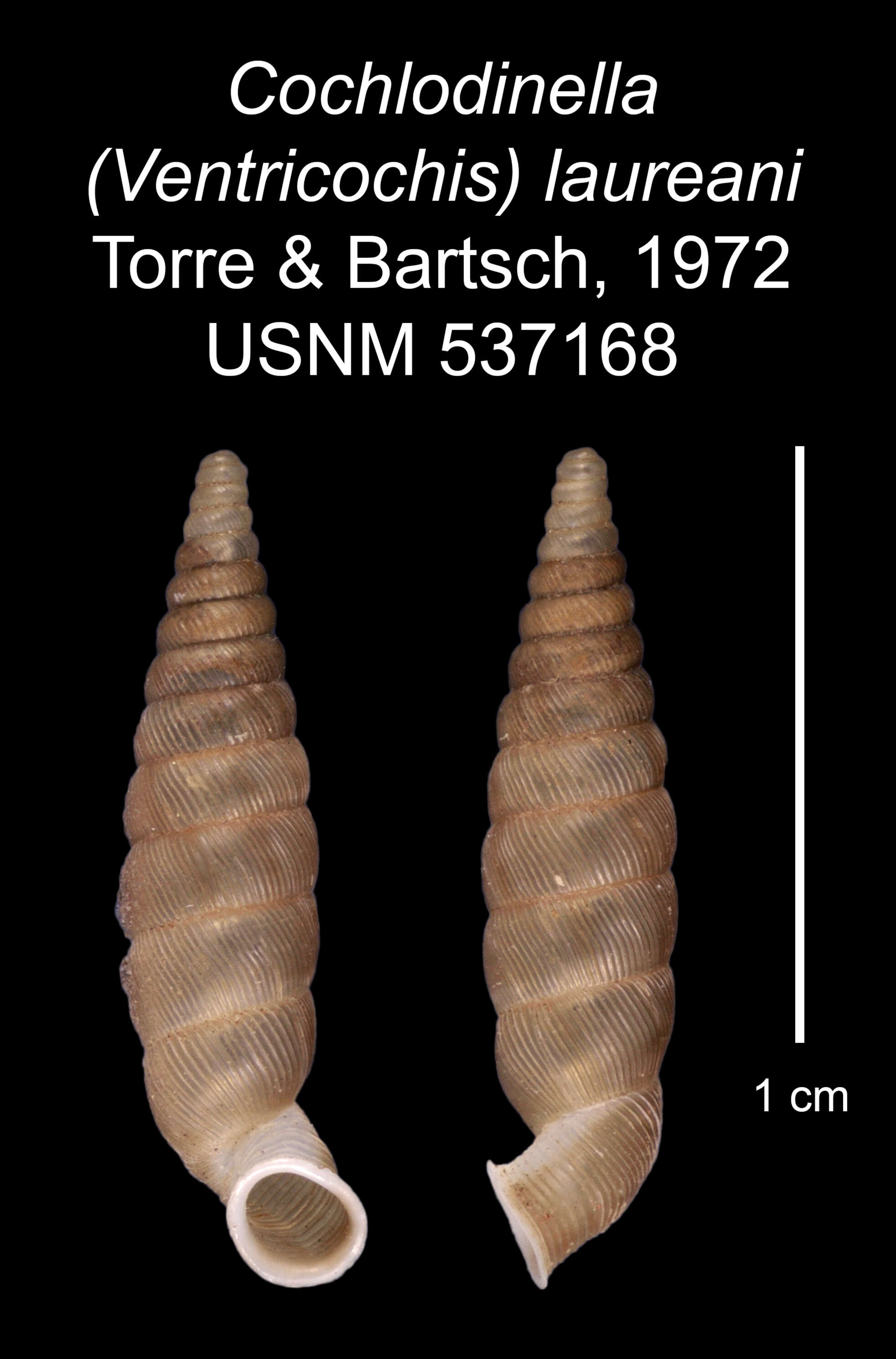 Imagem de Cochlodinella laureani C. Torre & Bartsch 1972