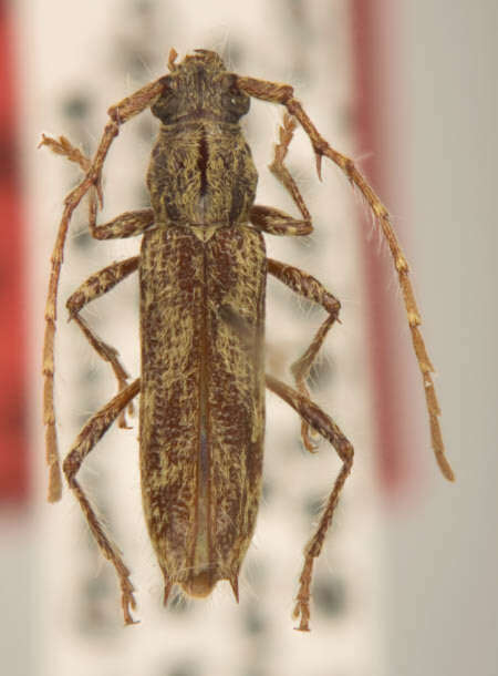 Image of Elaphidion wappesi Lingafelter 2008