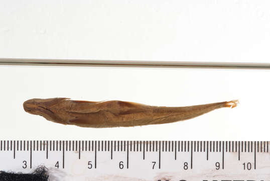 Image of Squalidus