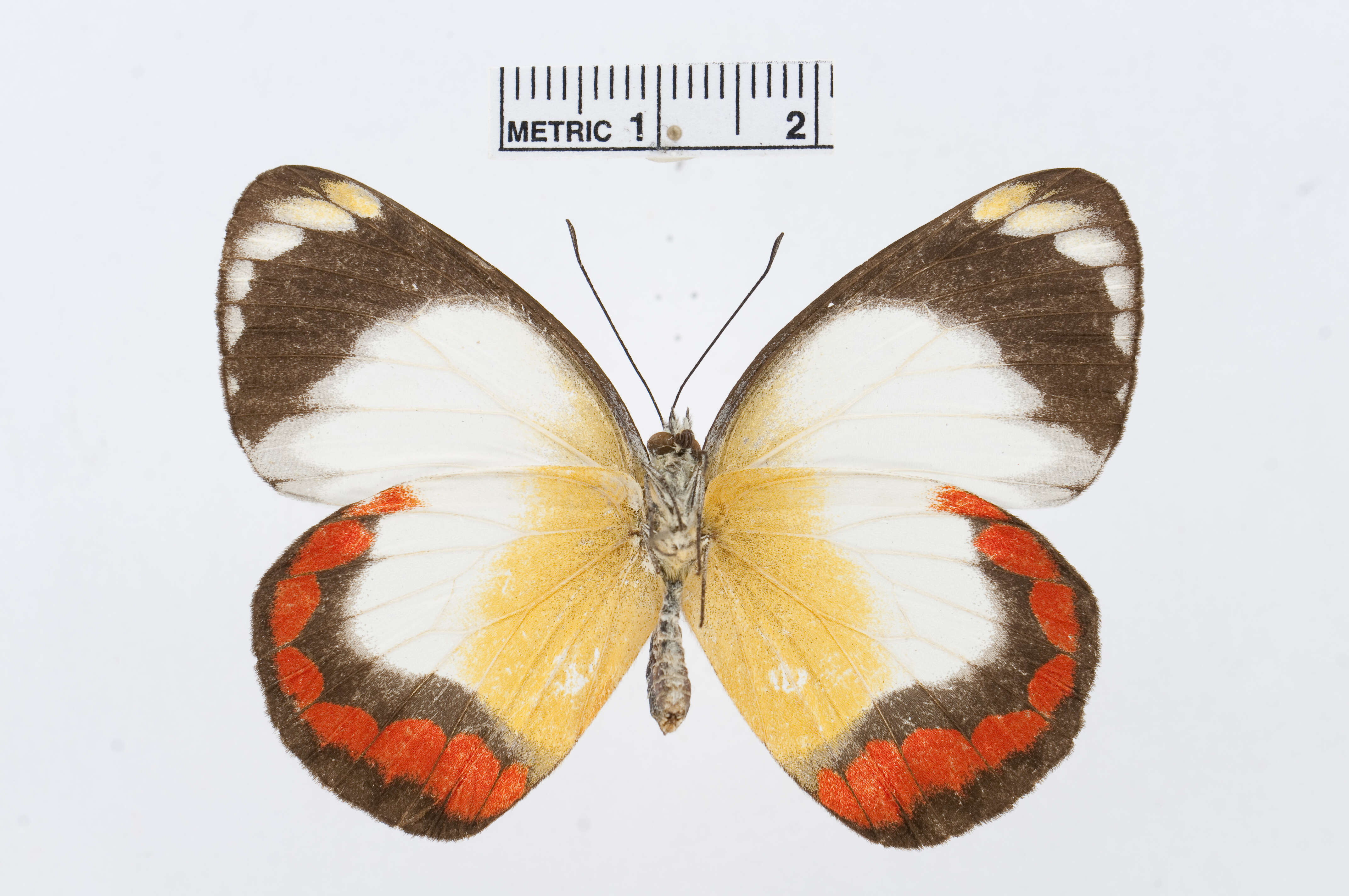 Image of Delias mysis (Fabricius 1775)