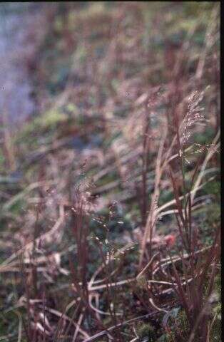 Image of pendantgrass