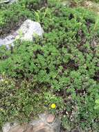 Image of sessileflower false goldenaster