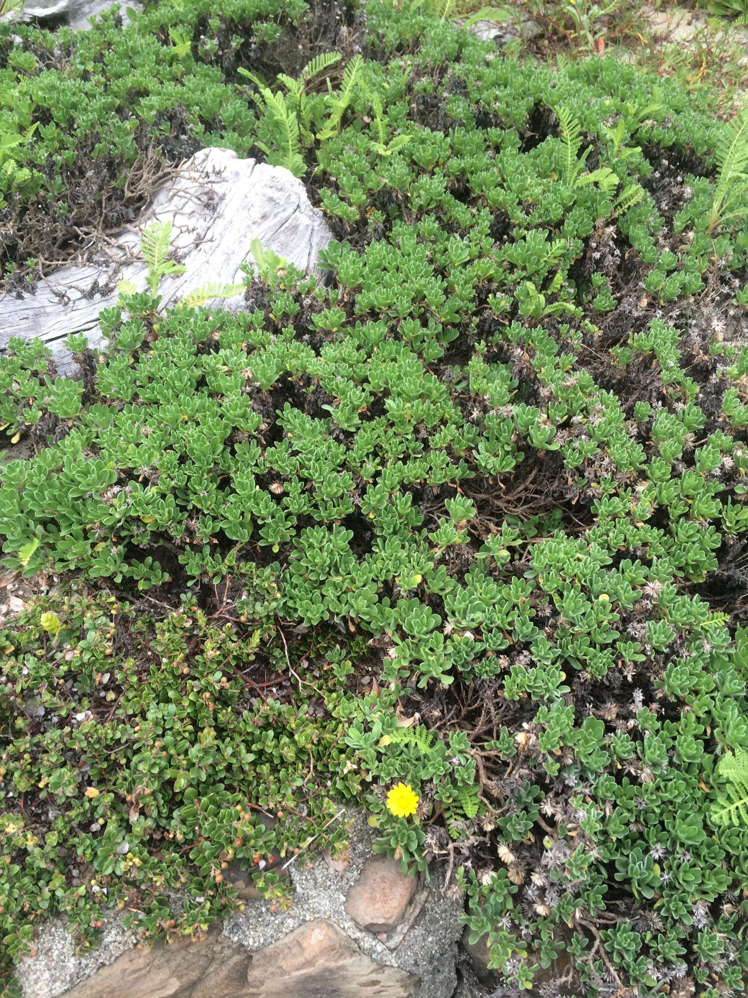 Image of sessileflower false goldenaster