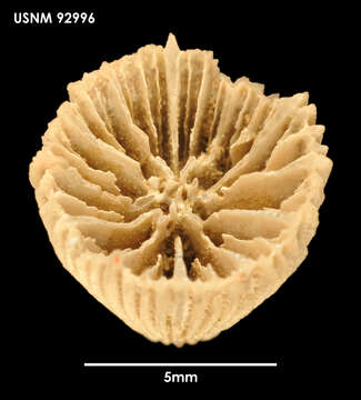 Plancia ëd <i>Cantellius iwayama</i>