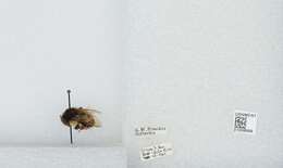 Image of Bombus ephippiatus Say 1837