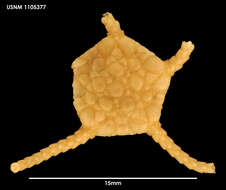 Image of Ophioplinthus mordax (Koehler 1922)