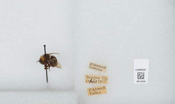 صورة Bombus occidentalis Greene 1858