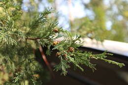 Image of Atlantic White Cedar