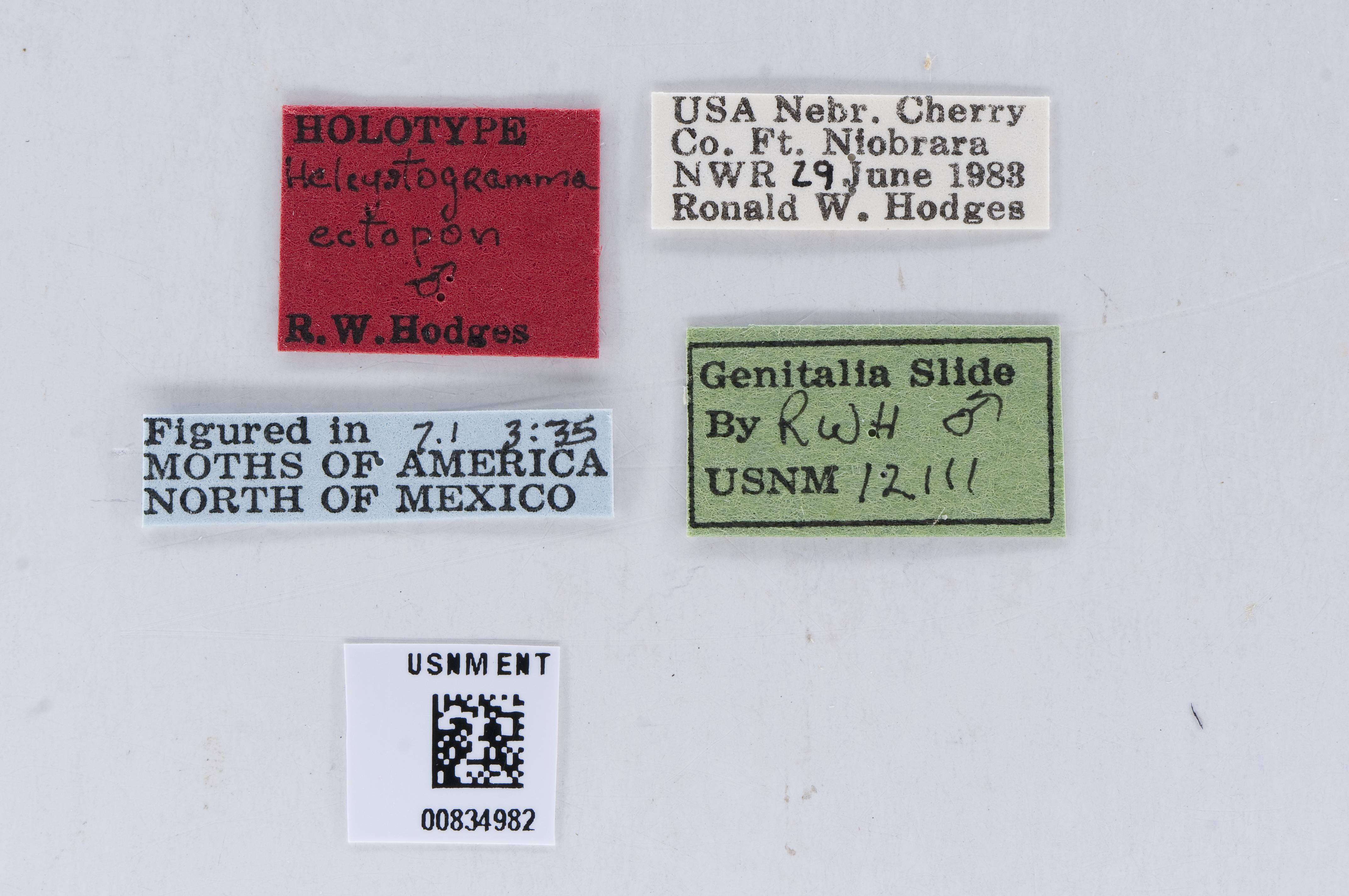 Image of Helcystogramma ectopon Hodges 1986