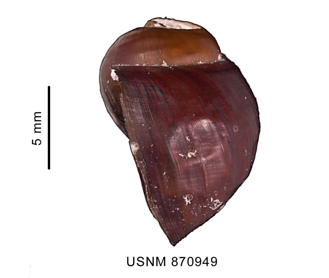 Image of Amauropsis rossiana E. A. Smith 1907