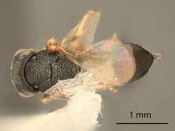 Eurytoma californica Ashmead 1887的圖片