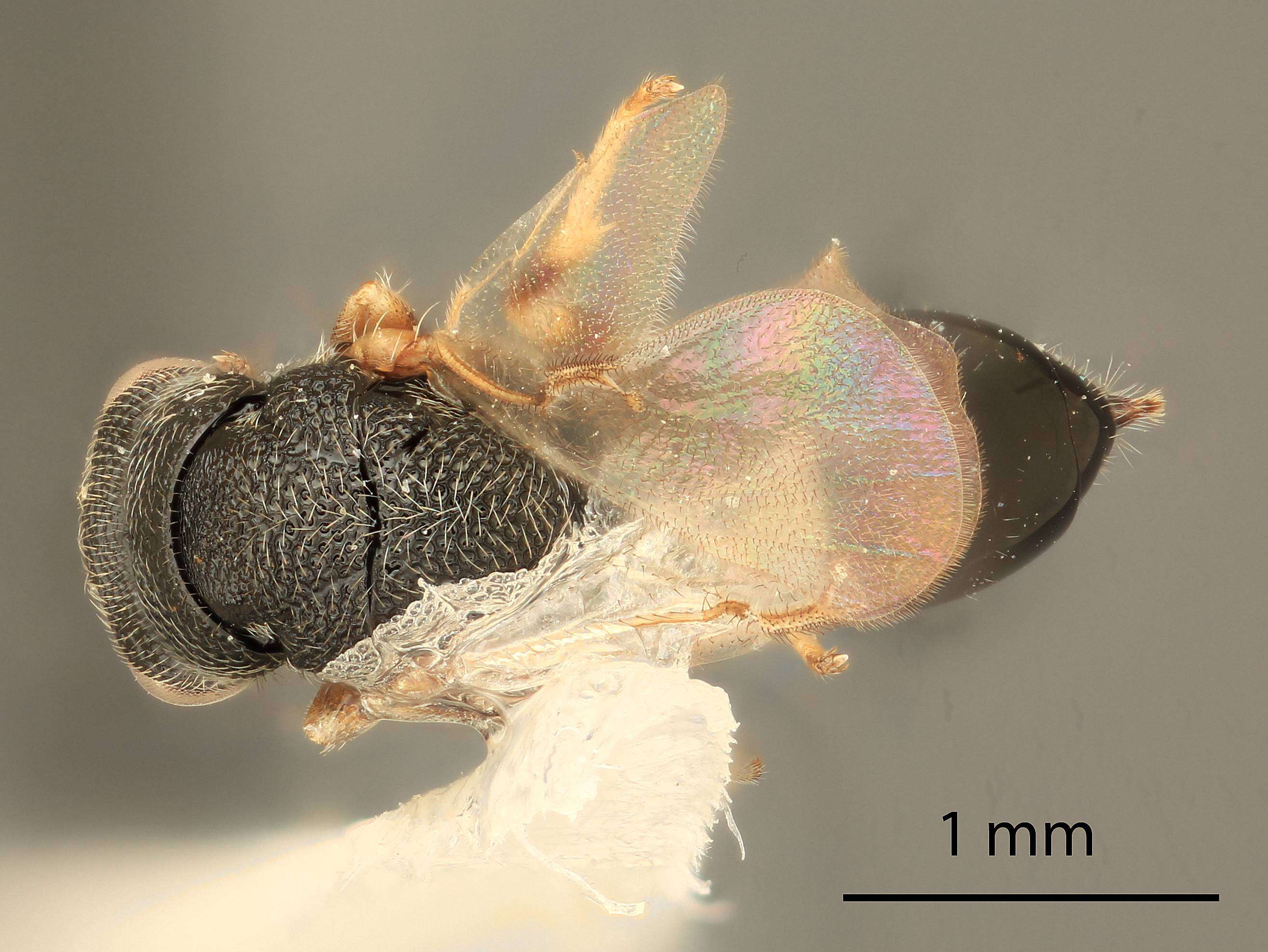 Eurytoma californica Ashmead 1887的圖片