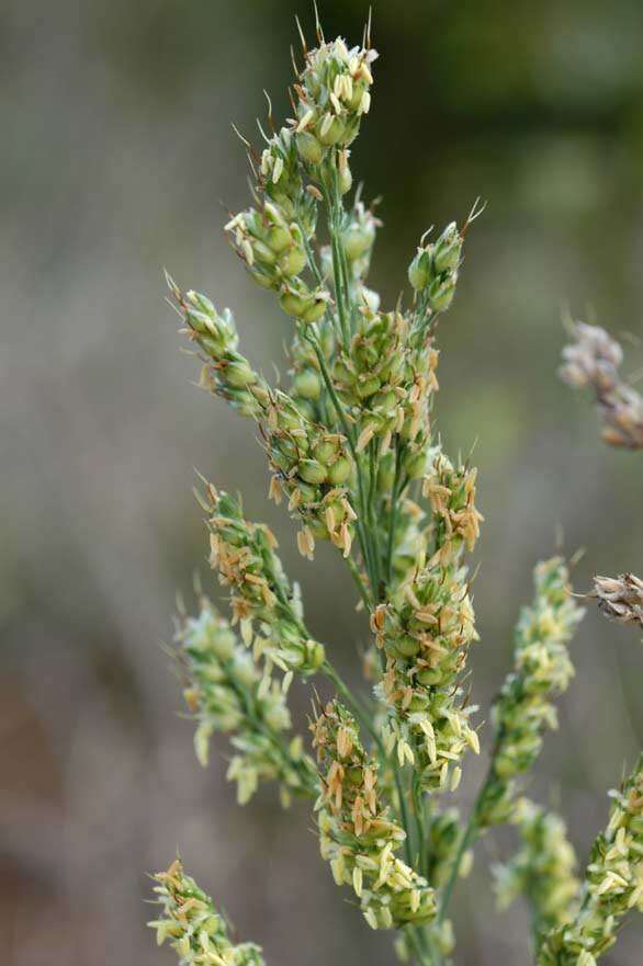 Image of sorghum