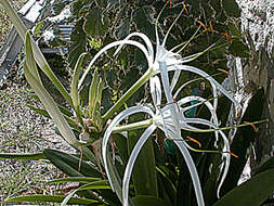 Image of perfumed spiderlily