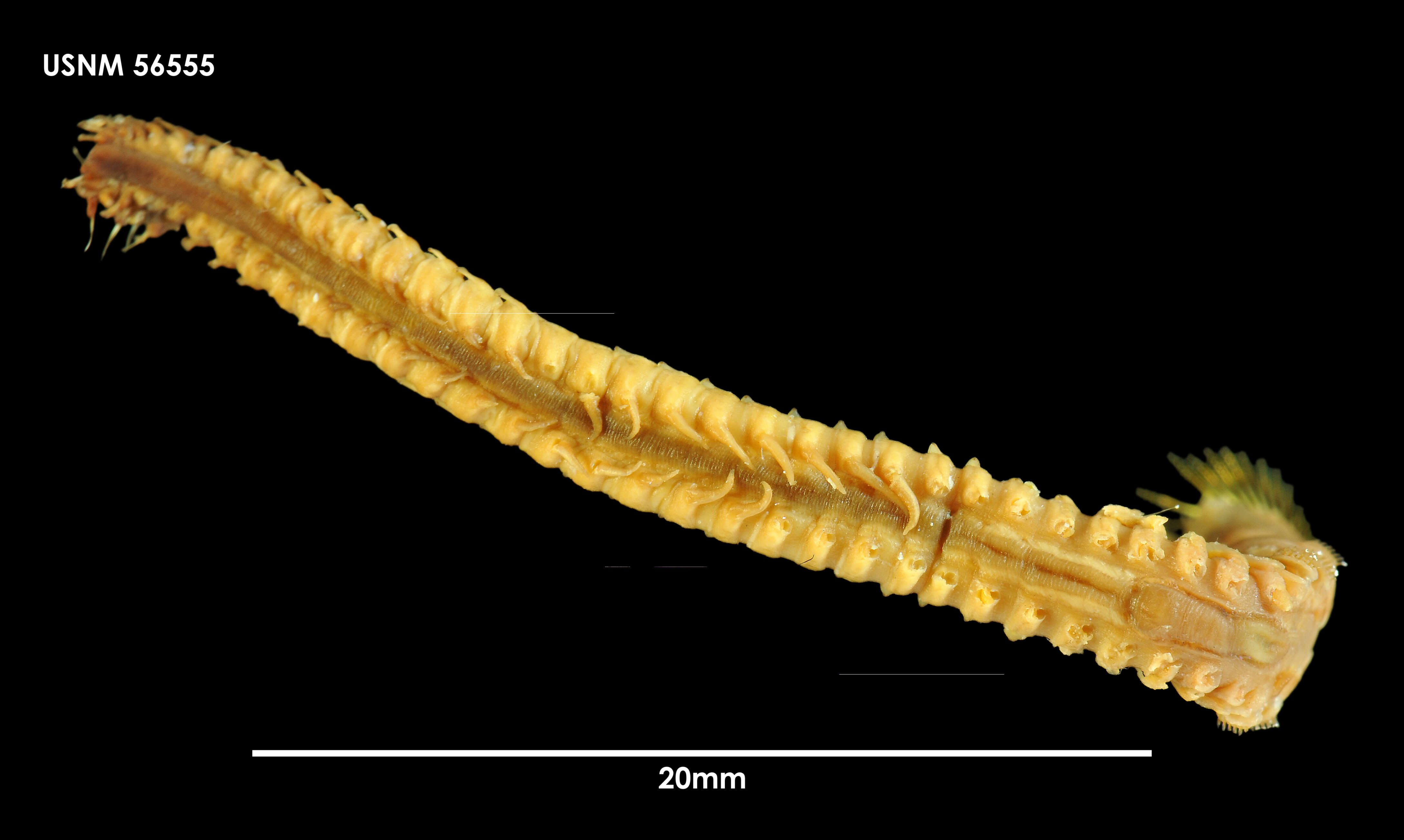 Image of Idanthyrsus macropaleus (Schmarda 1861)