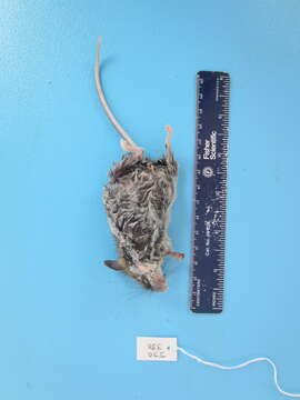 Image of Deer Mouse