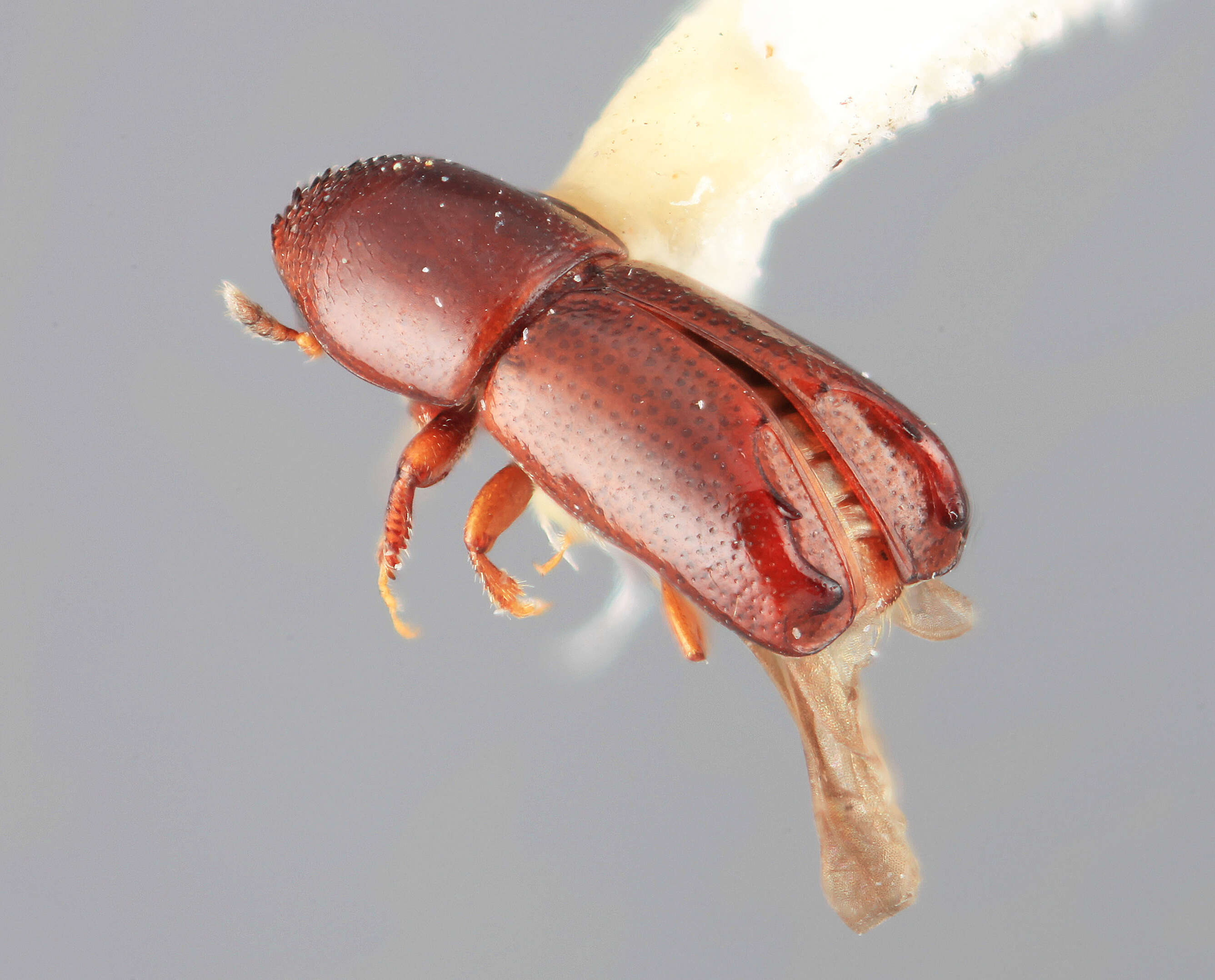 Image of Tricolus capitalis Wood 1974