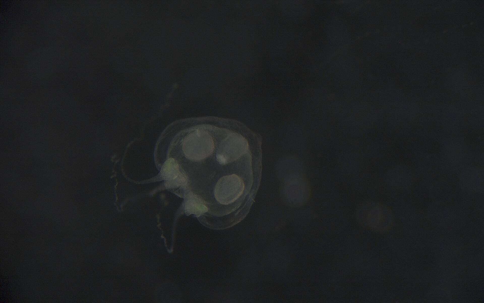 Image of Hydrozoa