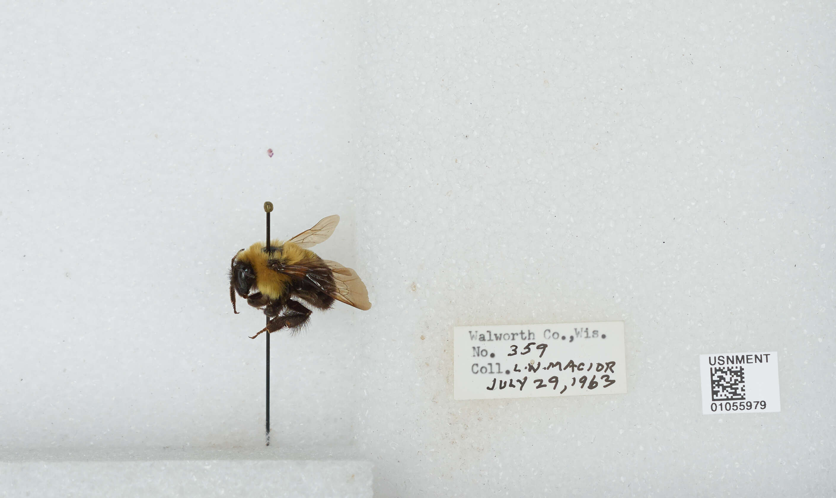 Image of Two-spotted Bumblebee