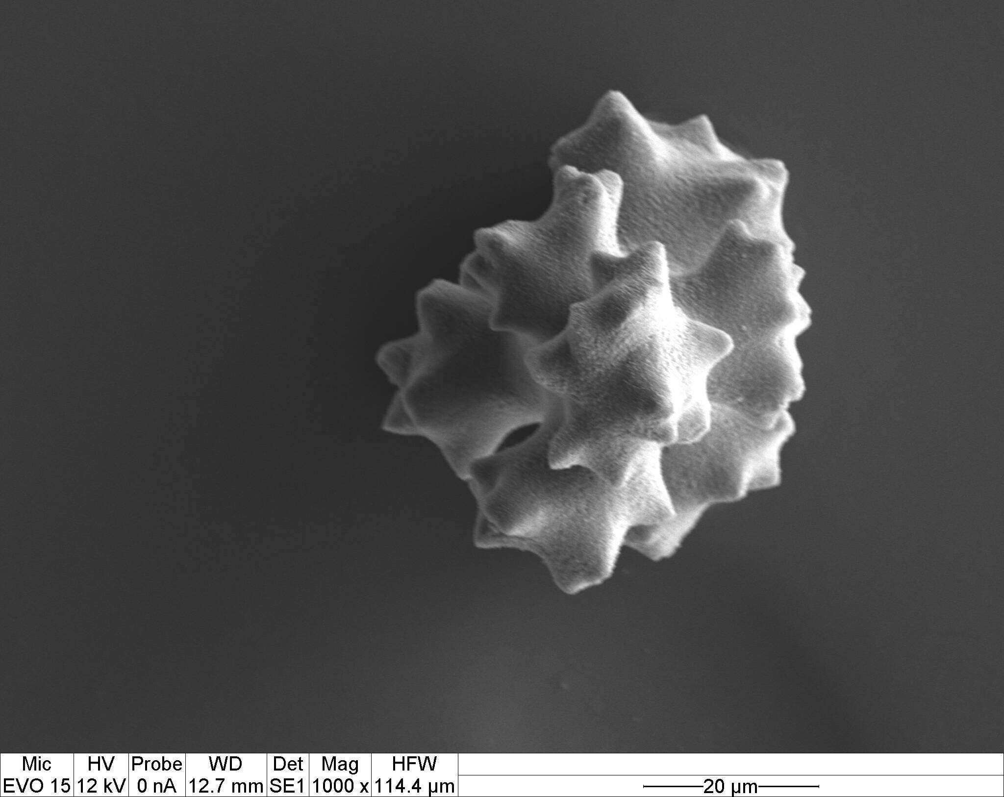 Image of Pleurocorallium porcellanum (Pasternak 1981)