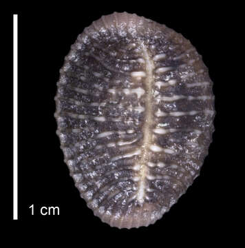 Image de Pusula cimex (G. B. Sowerby II 1870)