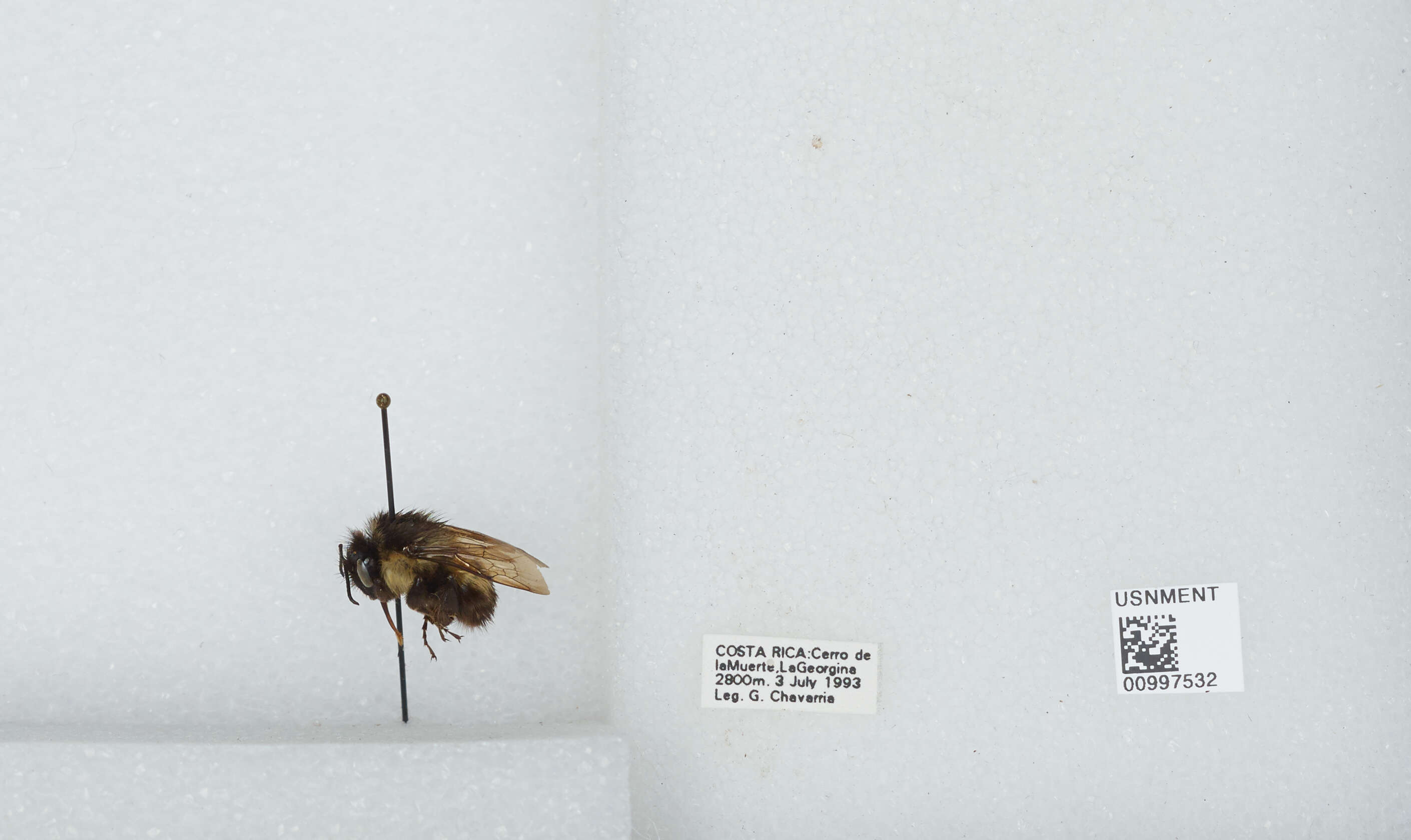 Image of Bombus ephippiatus Say 1837