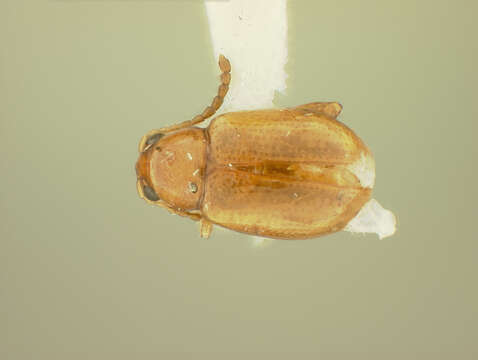 Image of Aphthona Chevrolat 1836