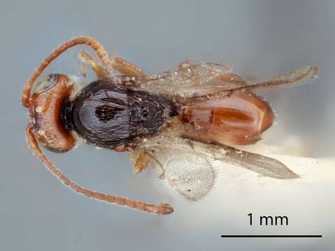 Image of Thrasorus pilosus Weld 1944