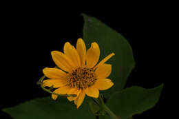 صورة Tithonia tubaeformis (Jacq.) Cass.