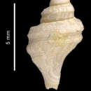 Image of Lophiotoma pseudoannulata Dell 1990