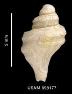 Image of Lophiotoma pseudoannulata Dell 1990