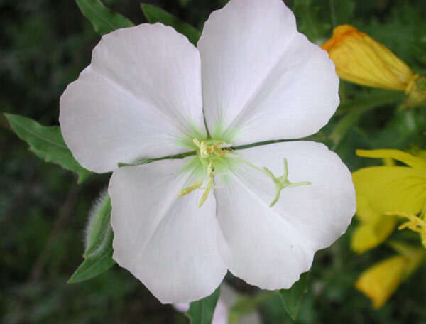 Sivun Oenothera neomexicana (Small) Munz kuva