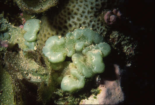 Image of Button weed