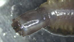 Image of Polynoidae