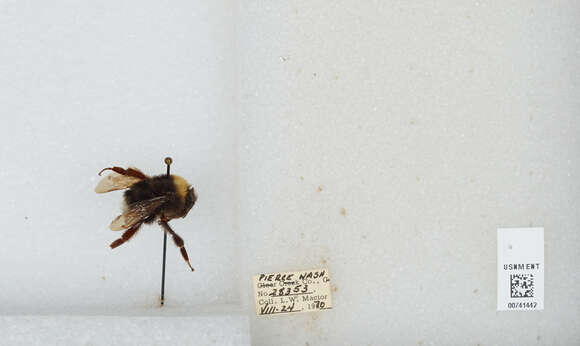 Слика од Bombus occidentalis Greene 1858