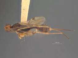 Image of Spathius moscus Nixon 1943