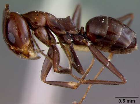 Image of Dorymyrmex pyramicus (Roger 1863)