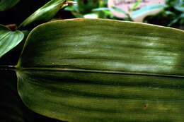 Plancia ëd Anomochloa marantoidea Brongn.